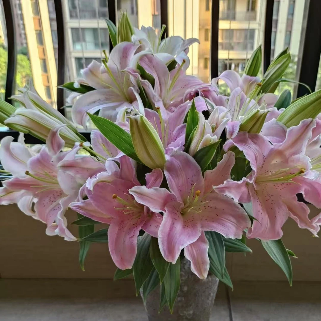 一颗《粉玲珑》单瓣直发香水百合种球