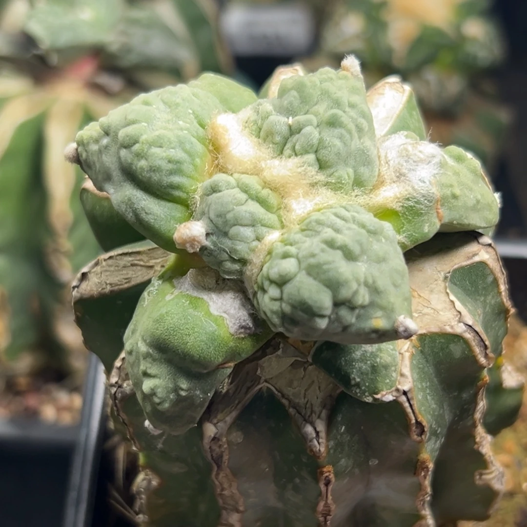 149 仙人球的比赛将于