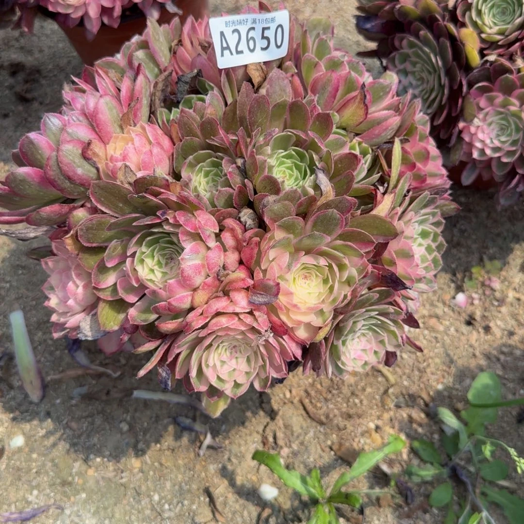龙**?2650瑶光。多肉植物