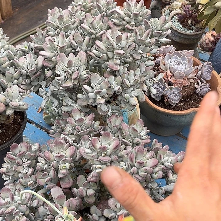 大乒乓福娘36.99多肉植物