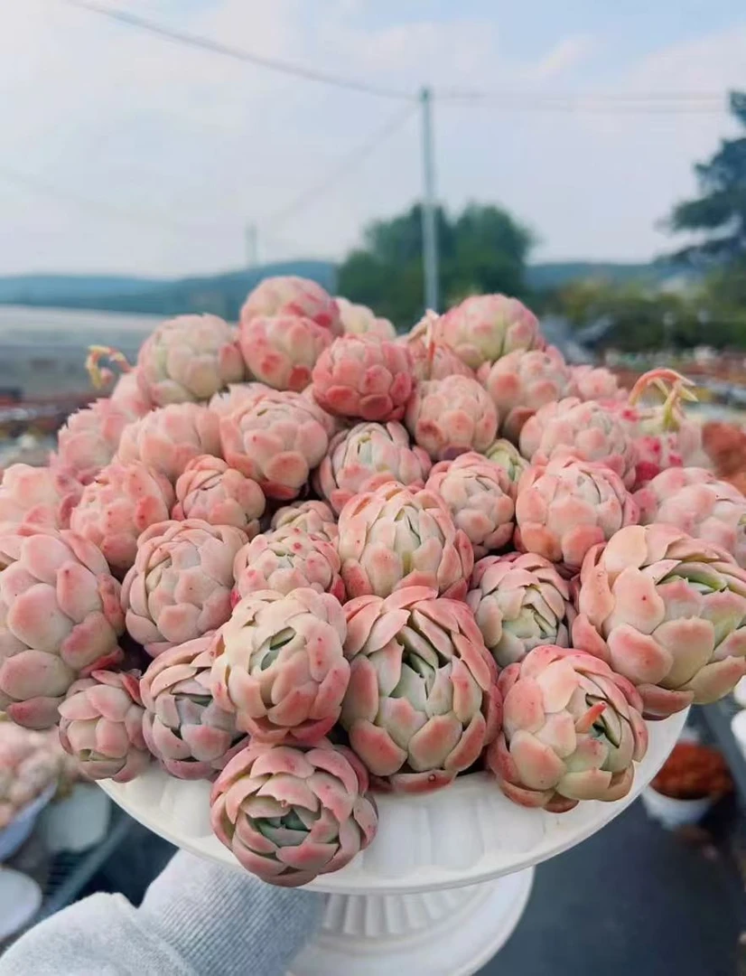 X香水贝瑞+罗马盆 云南基地直发 绿植盆栽 带盆带土
