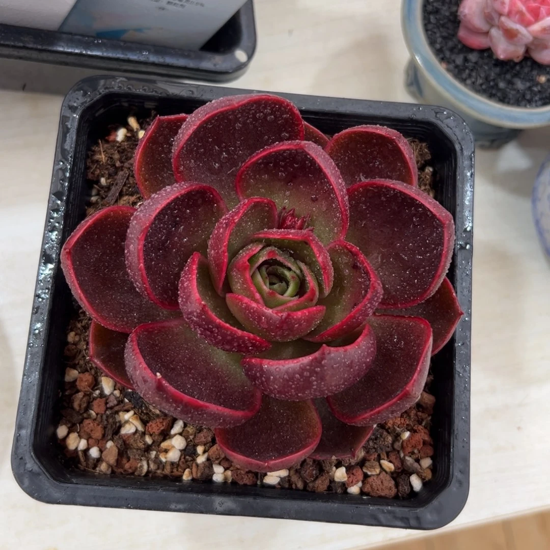 多肉一物一拍0207-红灯