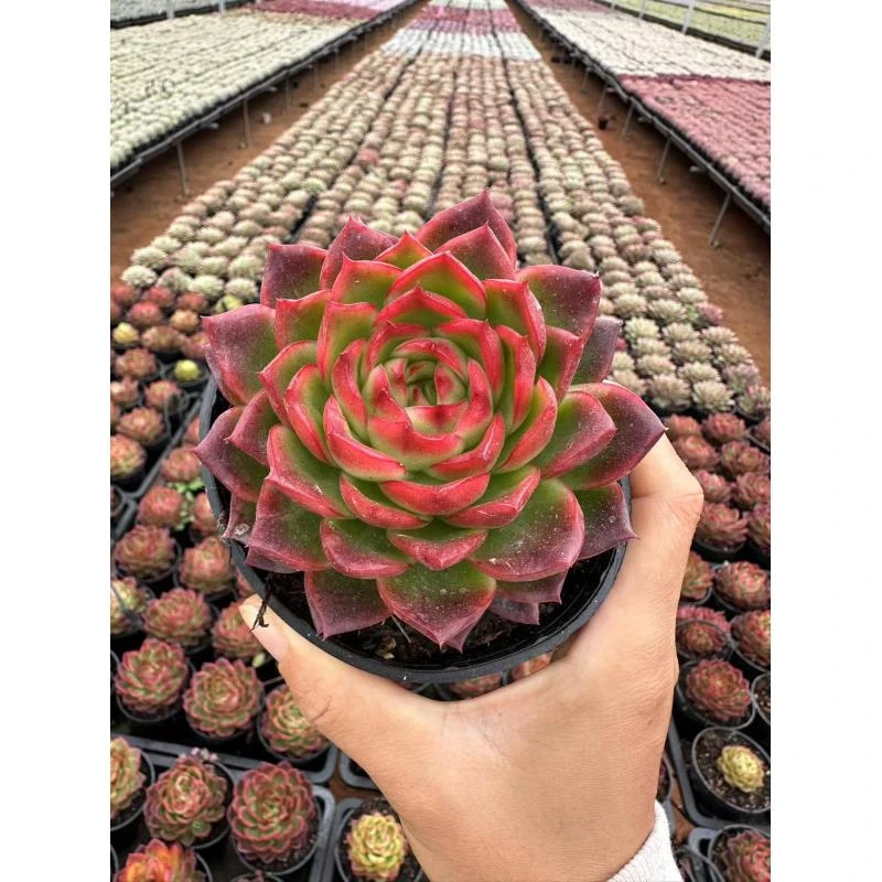 10#变异东北虎多肉植物     前男友精品多肉