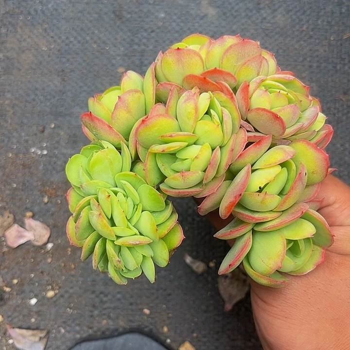 ****～多肉植物碧桃缀化