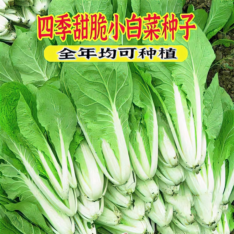 四季小白菜种子奶油小白菜种子新手阳台盆栽小院播种早熟蔬菜种子