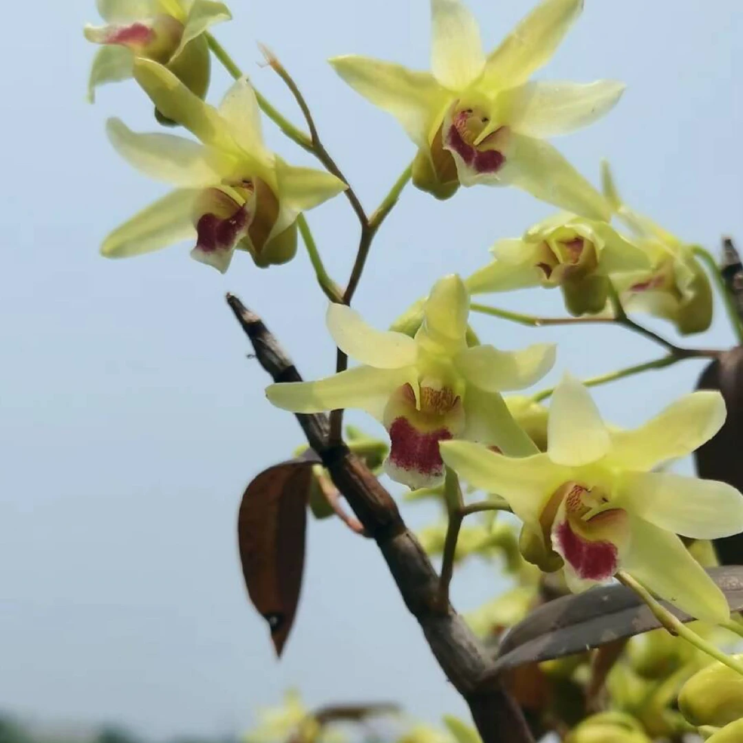 原产铁皮石斛鲜苗 一物一拍 直播专属