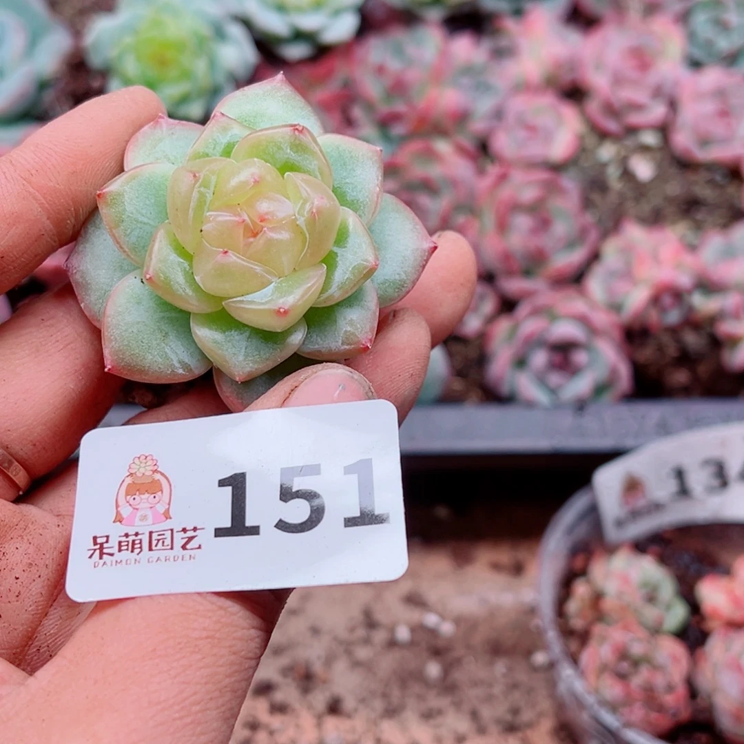 泡***x多肉植物多肉植物