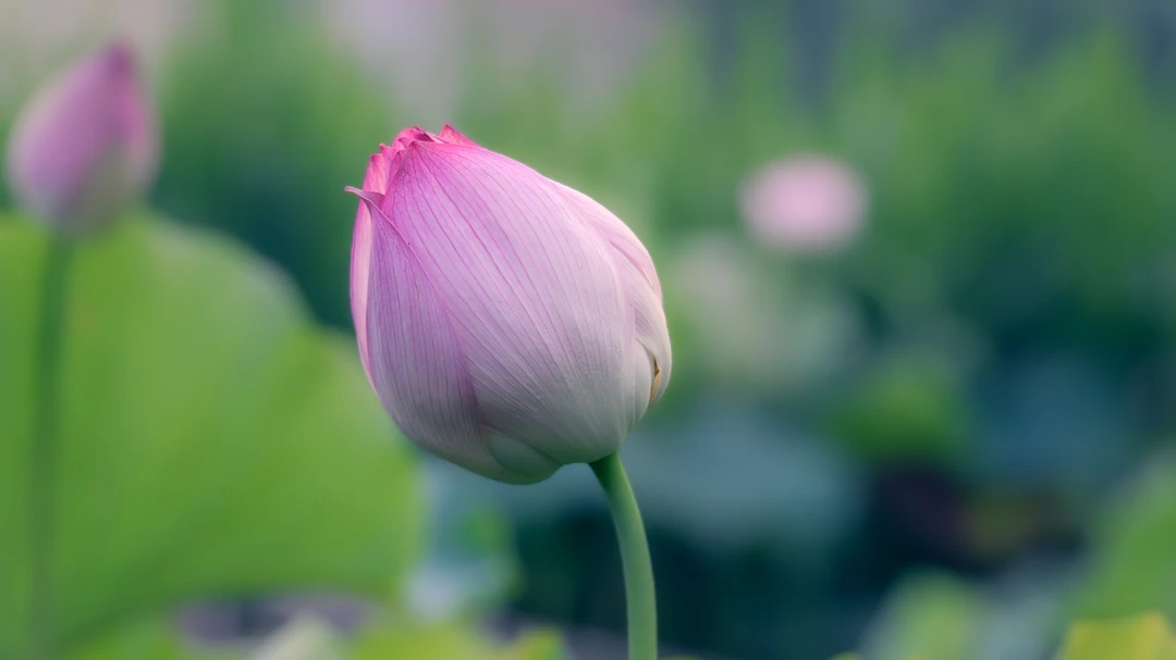 重瓣荷花荷花直径五公分左右   现摘现发  送一个带杆莲蓬