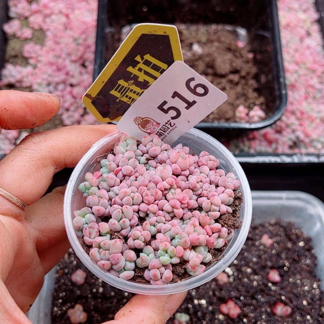 多肉植物多肉植物