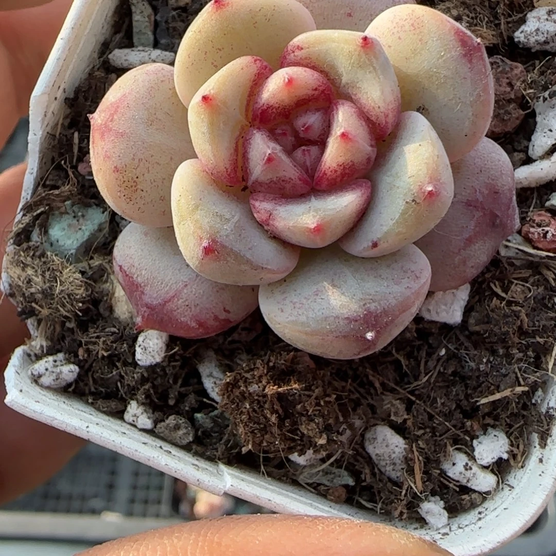 多肉小卡拉米糖心一物一拍