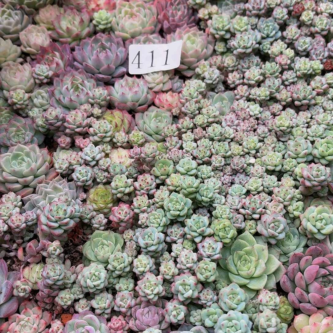 希***嘻多肉植物多肉植物411