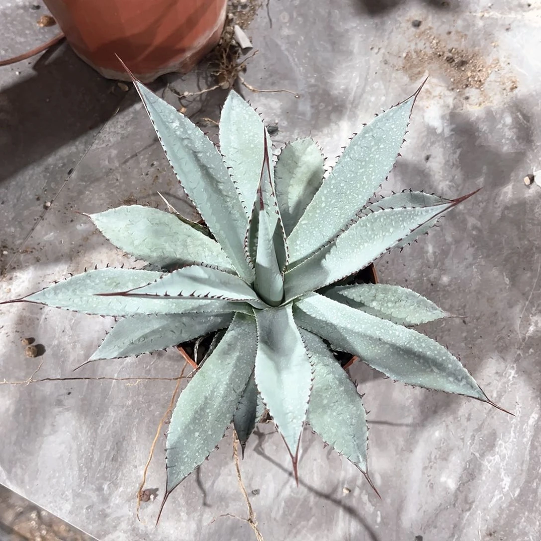 用****0屈血福利30米