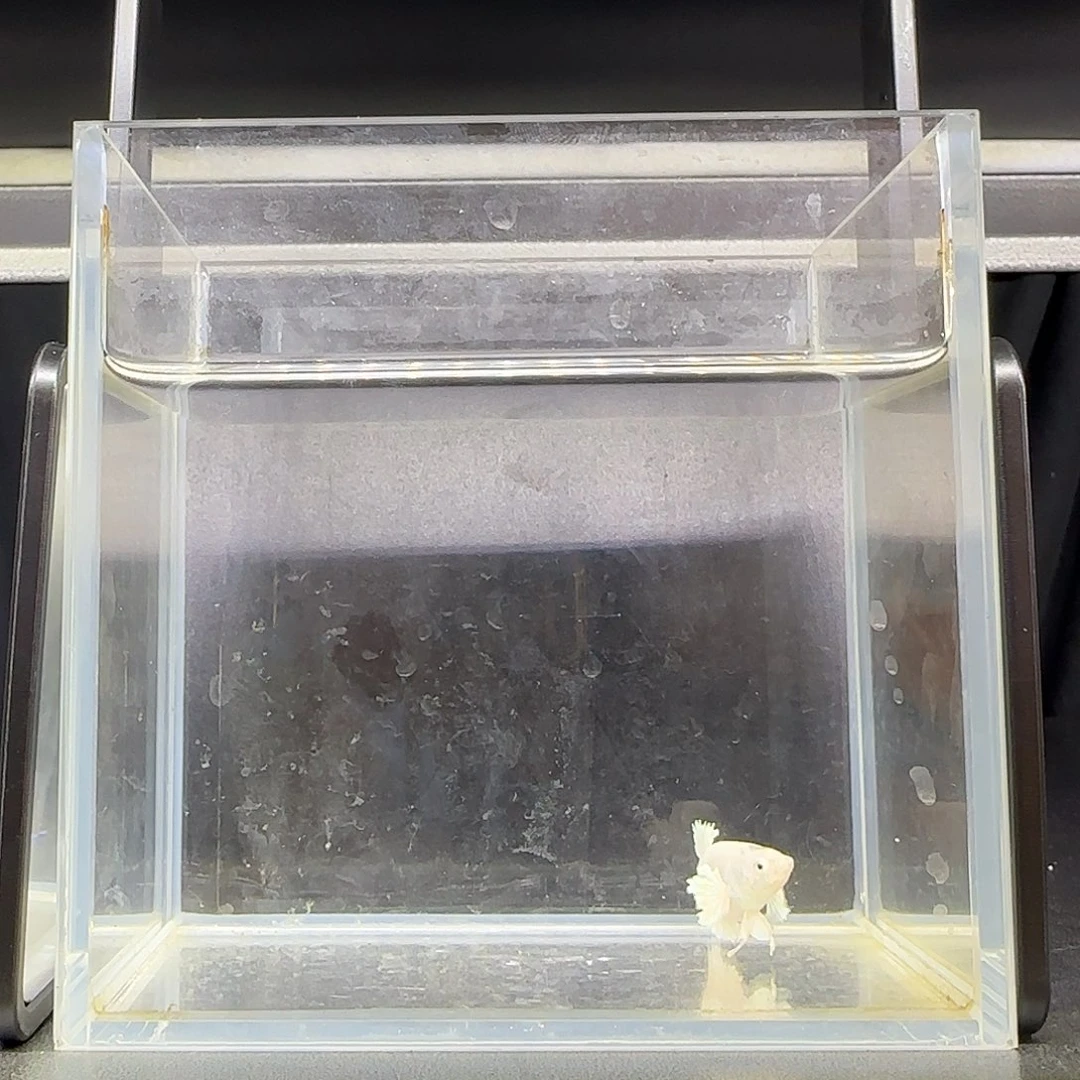 竞拍十二月十三号