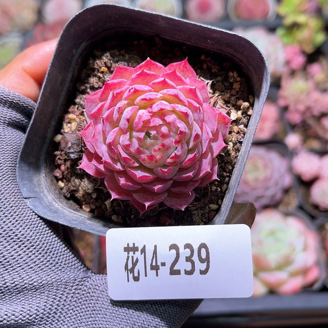 花14-239朱砂痣单头