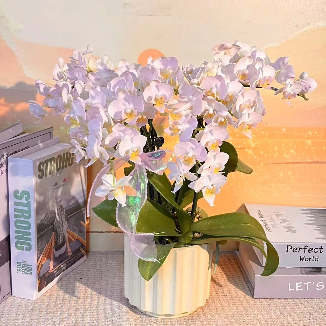 棉花糖 蝴蝶兰  原色蝴蝶兰 观赏花 精品 真花