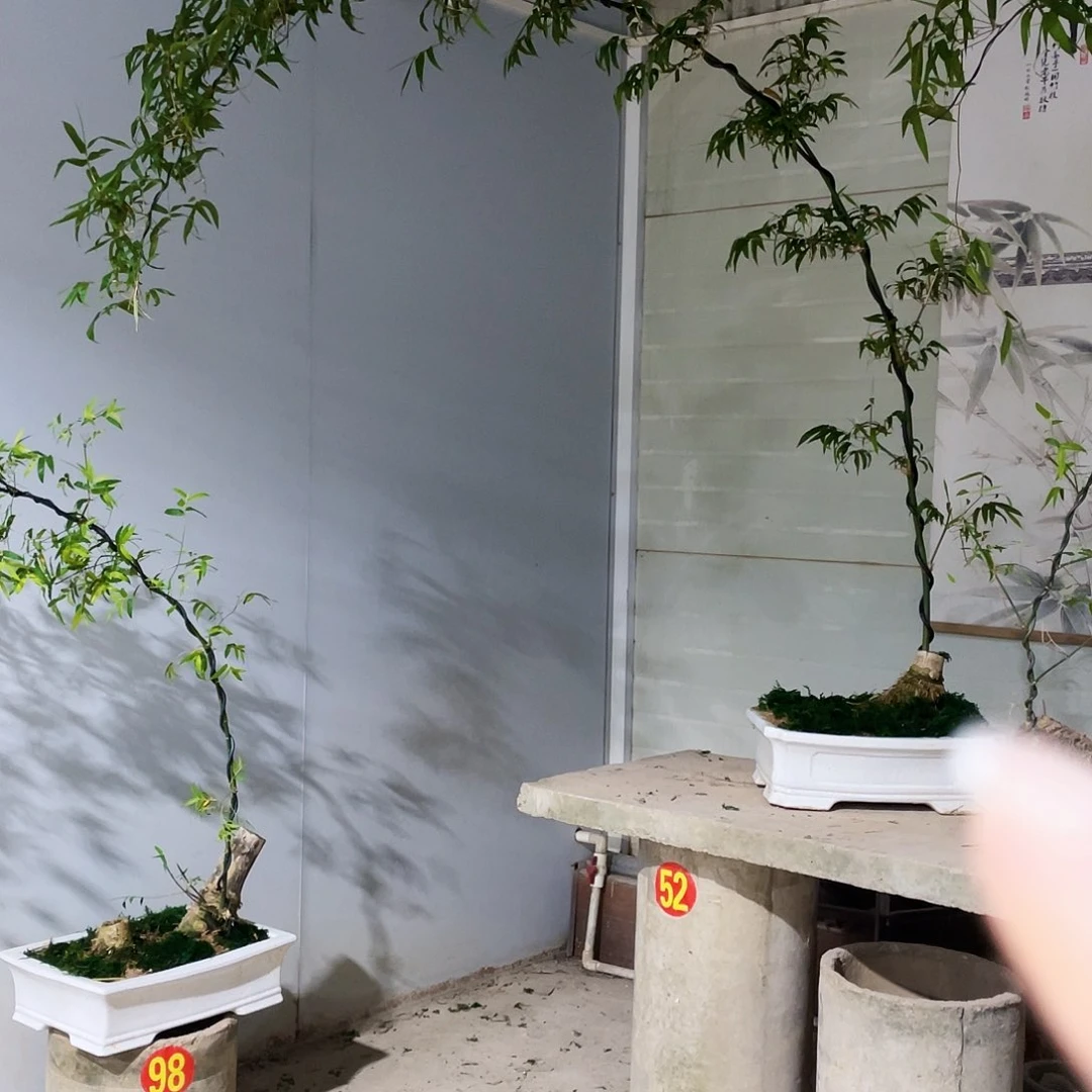 ?**?小叶簕竹熟桩陶瓷盆一物一拍