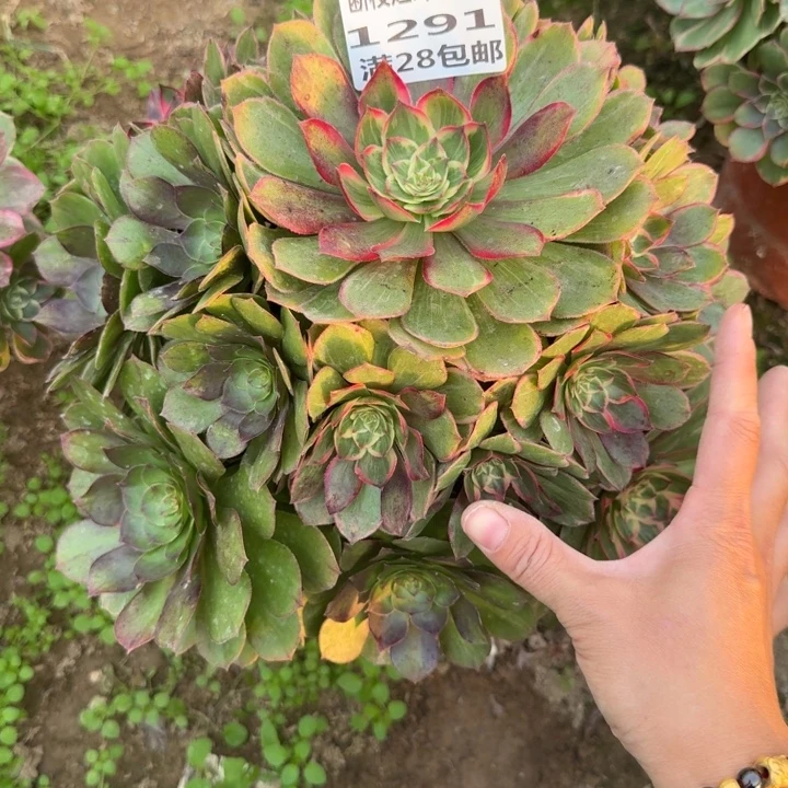 1291二号棚莲花座A