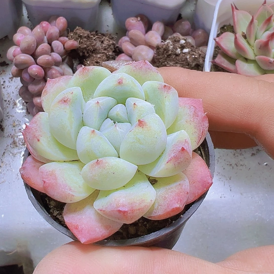 白底如梦令5厘米盆19包邮