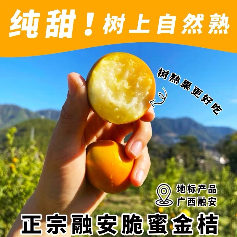 广西融安脆蜜金柑当季新鲜3斤装脆蜜金柑