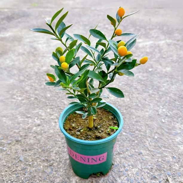 豆豆绿植物日本八房柑盆栽苗花卉盆景素材苗四季常绿客厅书桌庭院