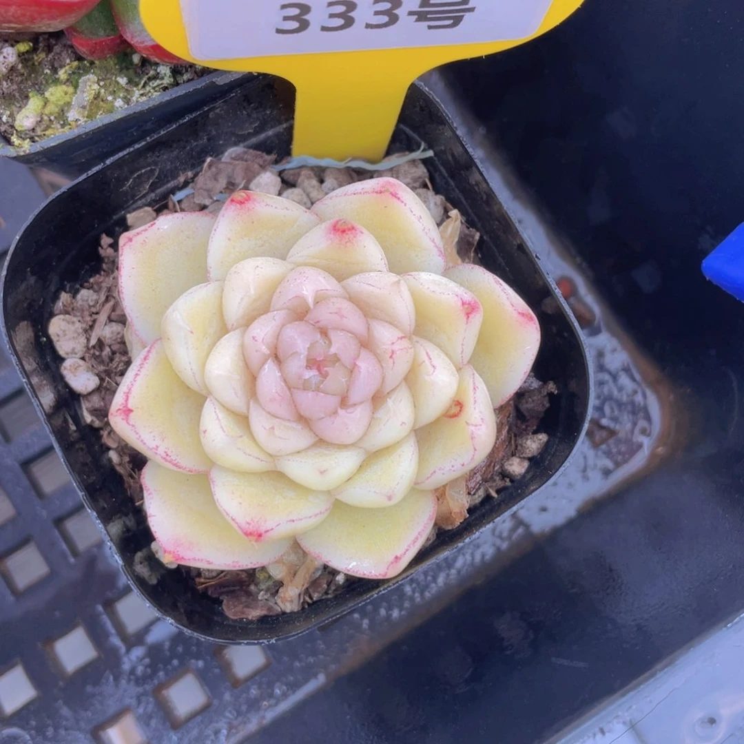 333号 冰心麦秆单头一个