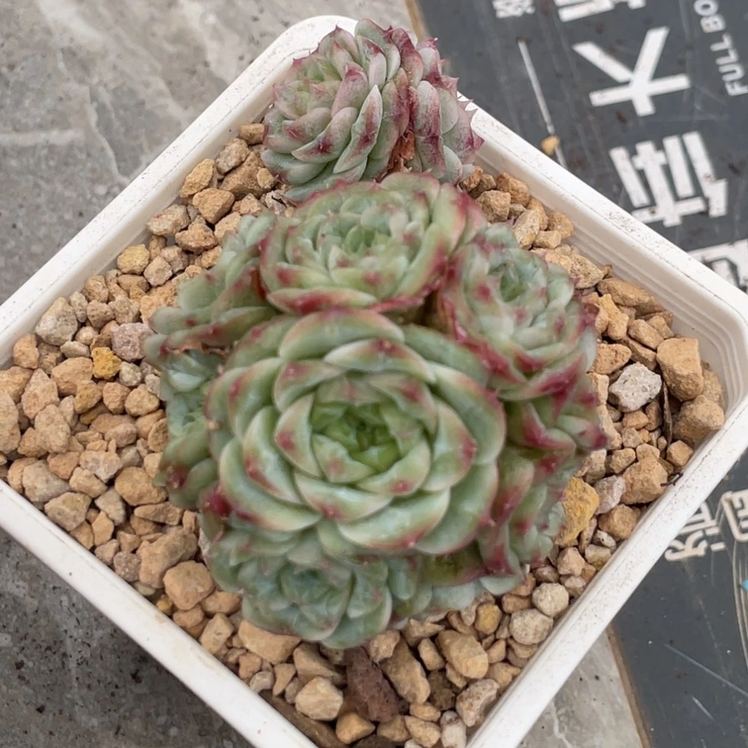 粉色钻石群生带飘枝