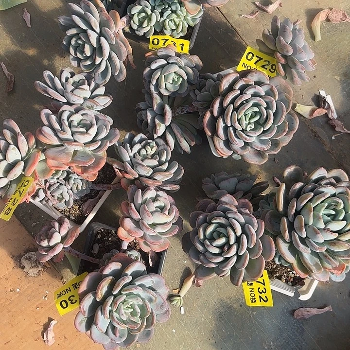 728、729、730、731、732香橙