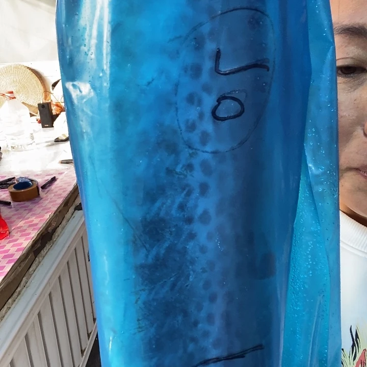 新***界中国大陆渤海湾野生燕鲅鱼70号