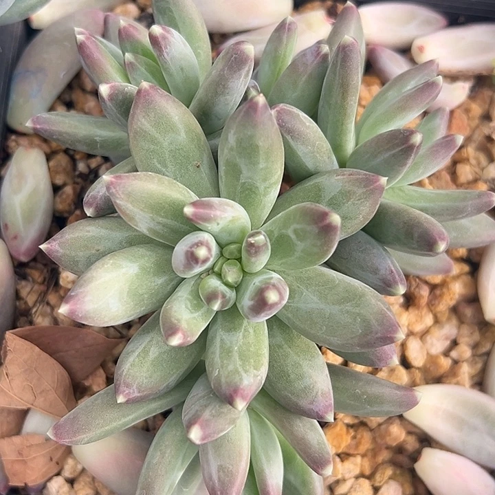 美人大群特价多肉