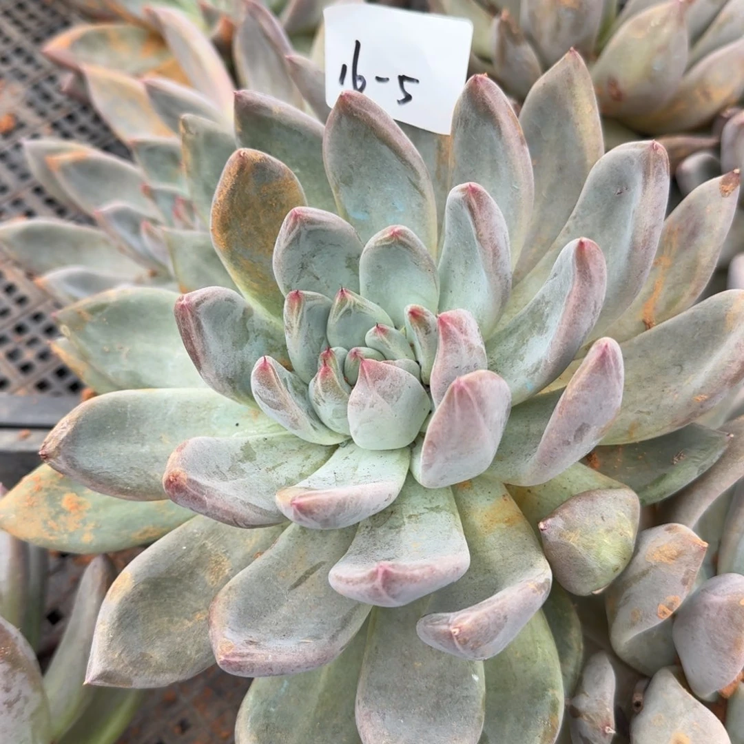 16-5婚戒一颗量拍发货