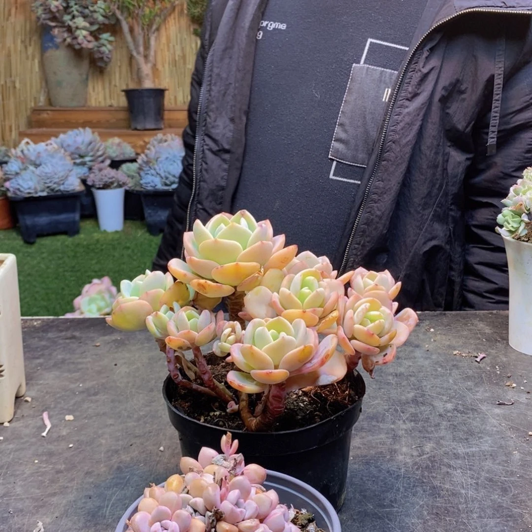 雾*17号白月光老桩多肉