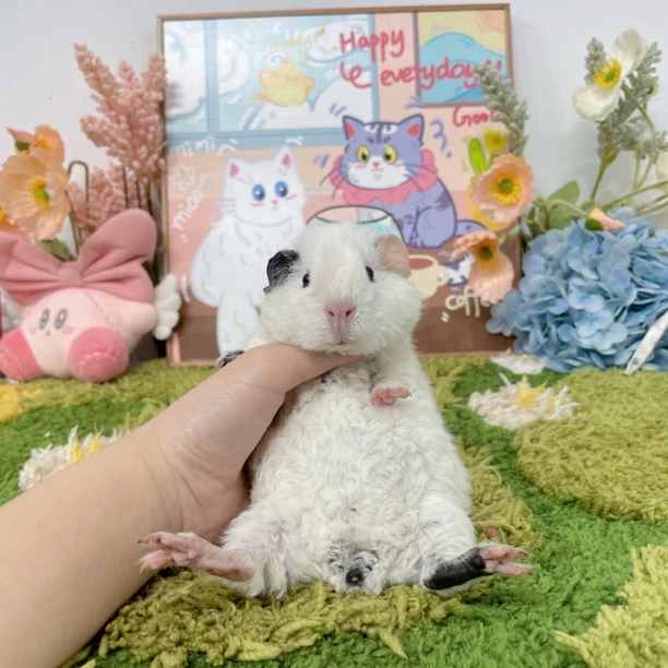 可爱阴阳耳弟弟 顺丰包邮