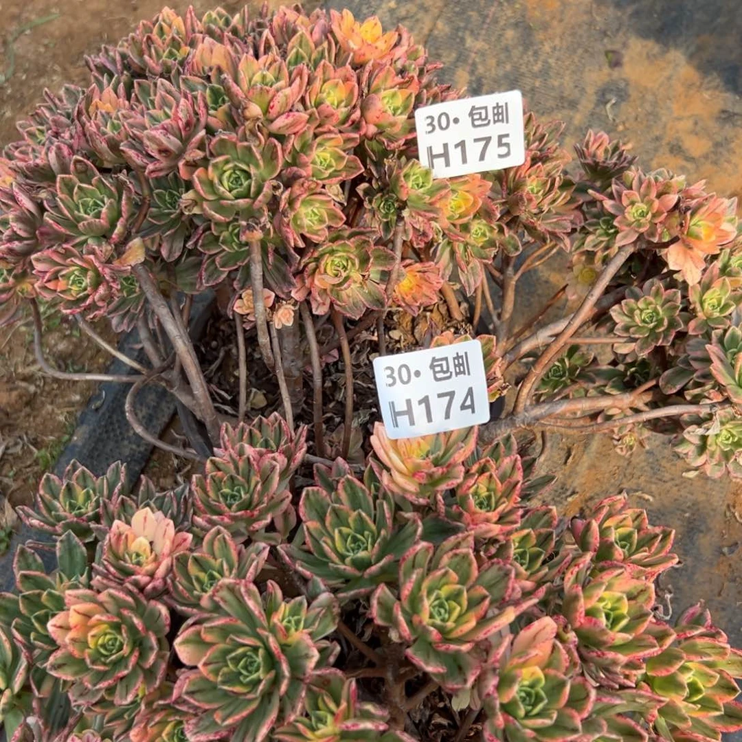 2颗多肉法师甜茶组合