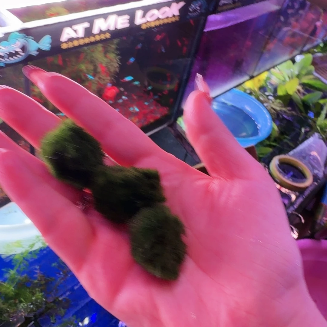 孔雀鱼绿藻球3颗(2颗送1颗)