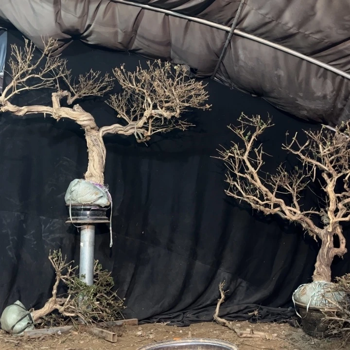 完全开放金银花茶金银花