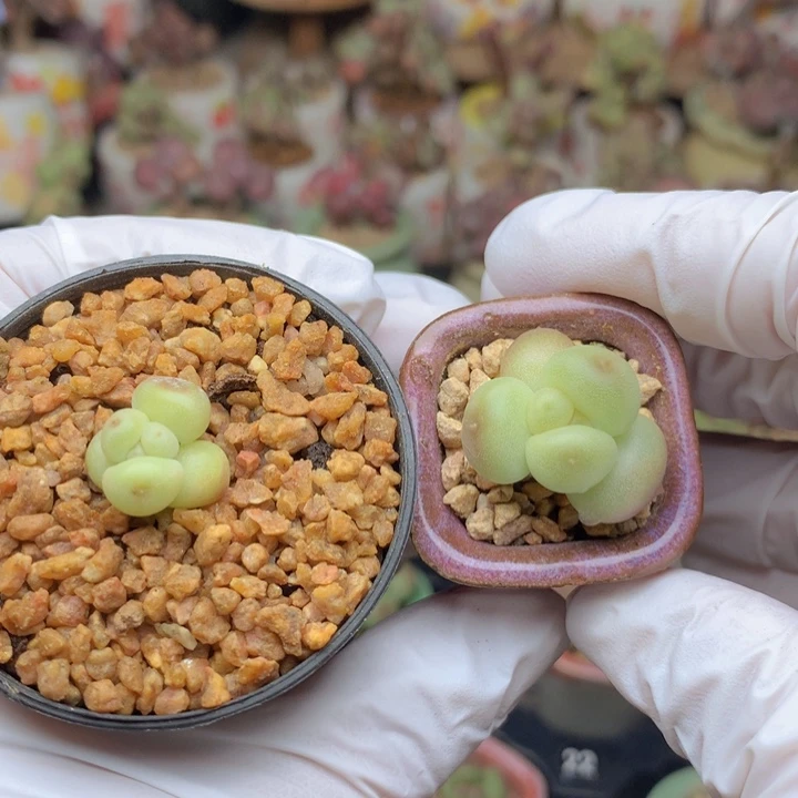 莱***毛一物一拍 青柠+白冰