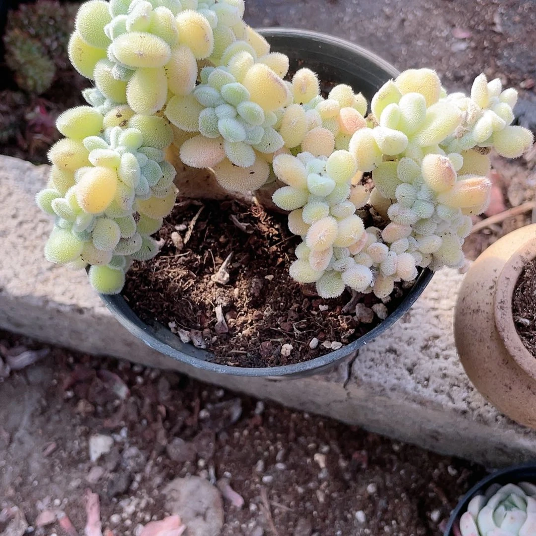 1715  白闪冠  六月六