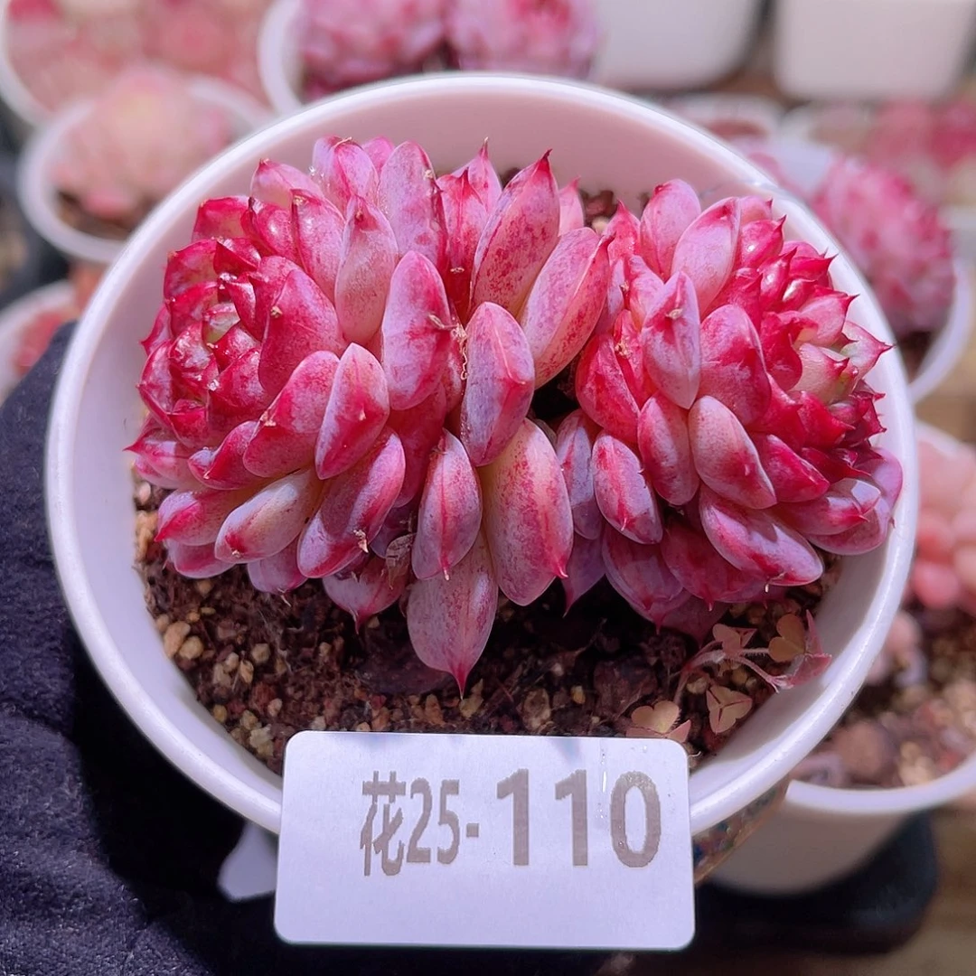 花利美25-110天鹅绒