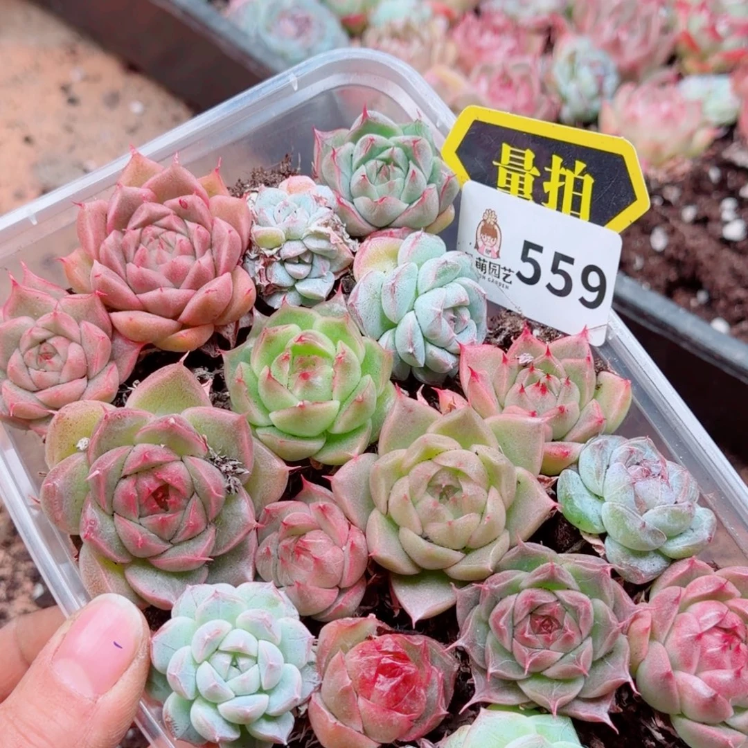 多肉植物多肉植物