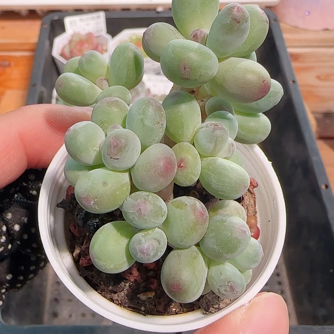 多肉1029--94苹果美人小老桩