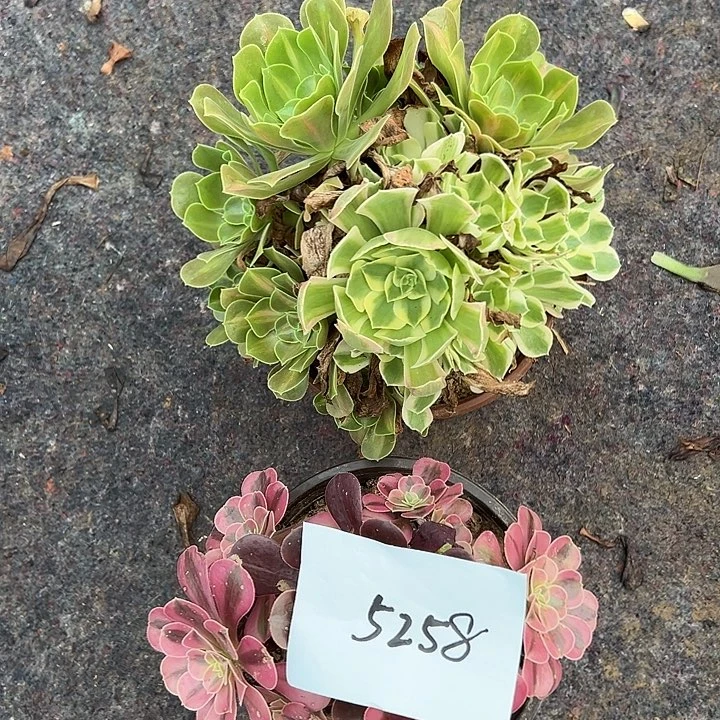 椰***汁花脸两颗组合法师