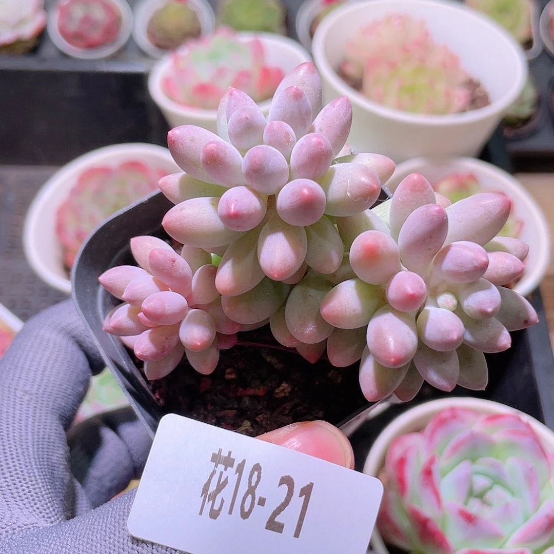 花利美18-21婴儿手指
