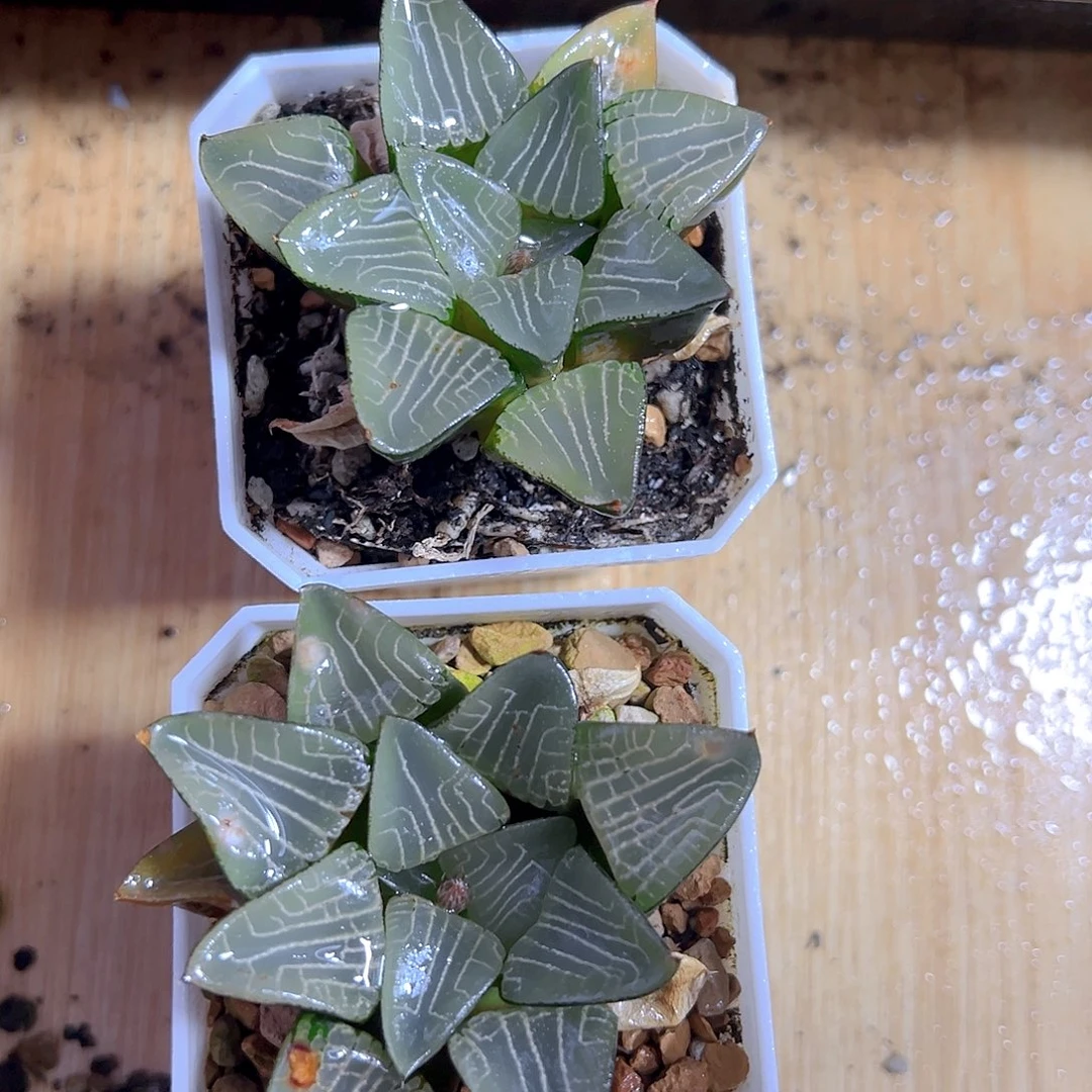 花影克玉露多肉多肉一颗