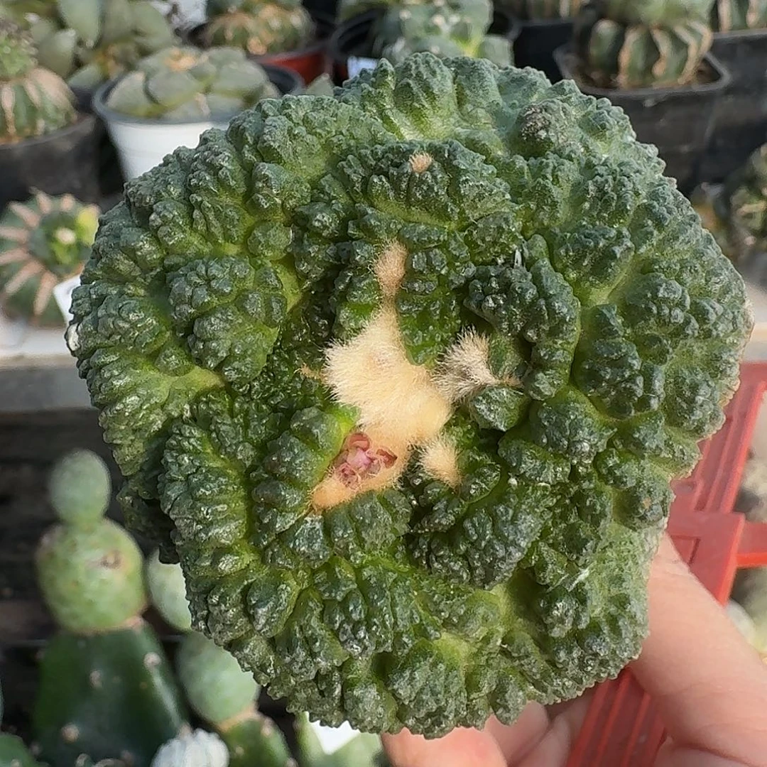 无花朵超大尤菜花牡丹063