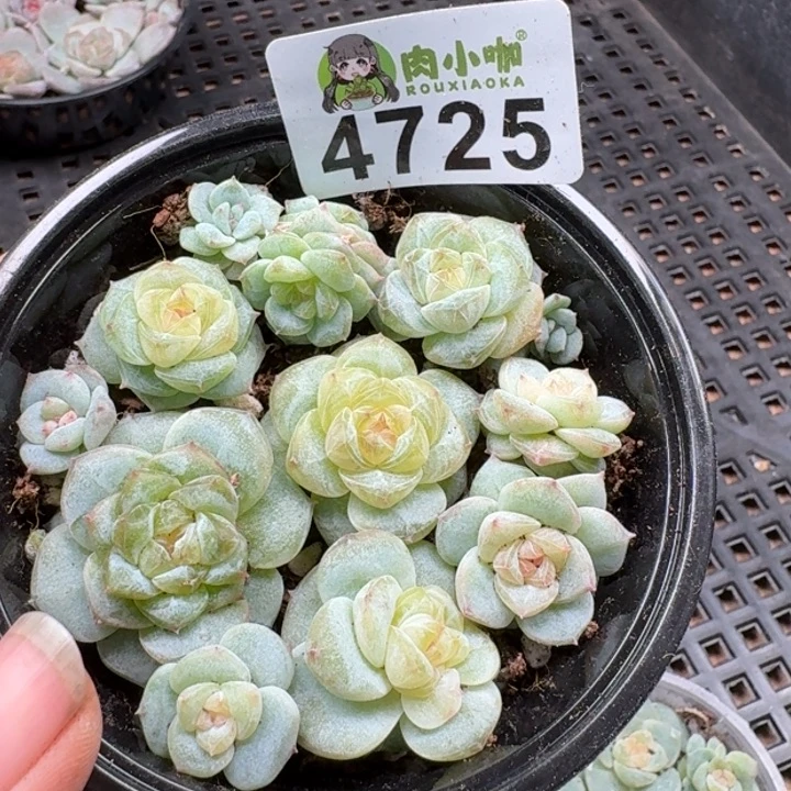 多肉植物多肉植物
