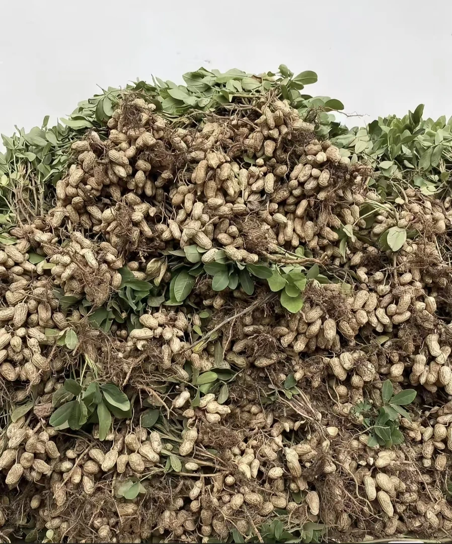 现挖现发新鲜带壳带泥粉皮湿花生生吃清脆水煮软糯香甜
