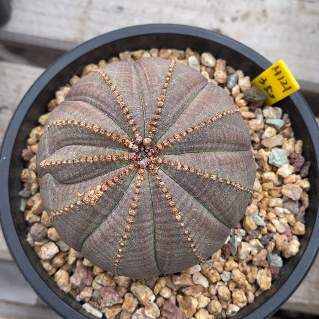 5欧系实生布纹球一物一拍