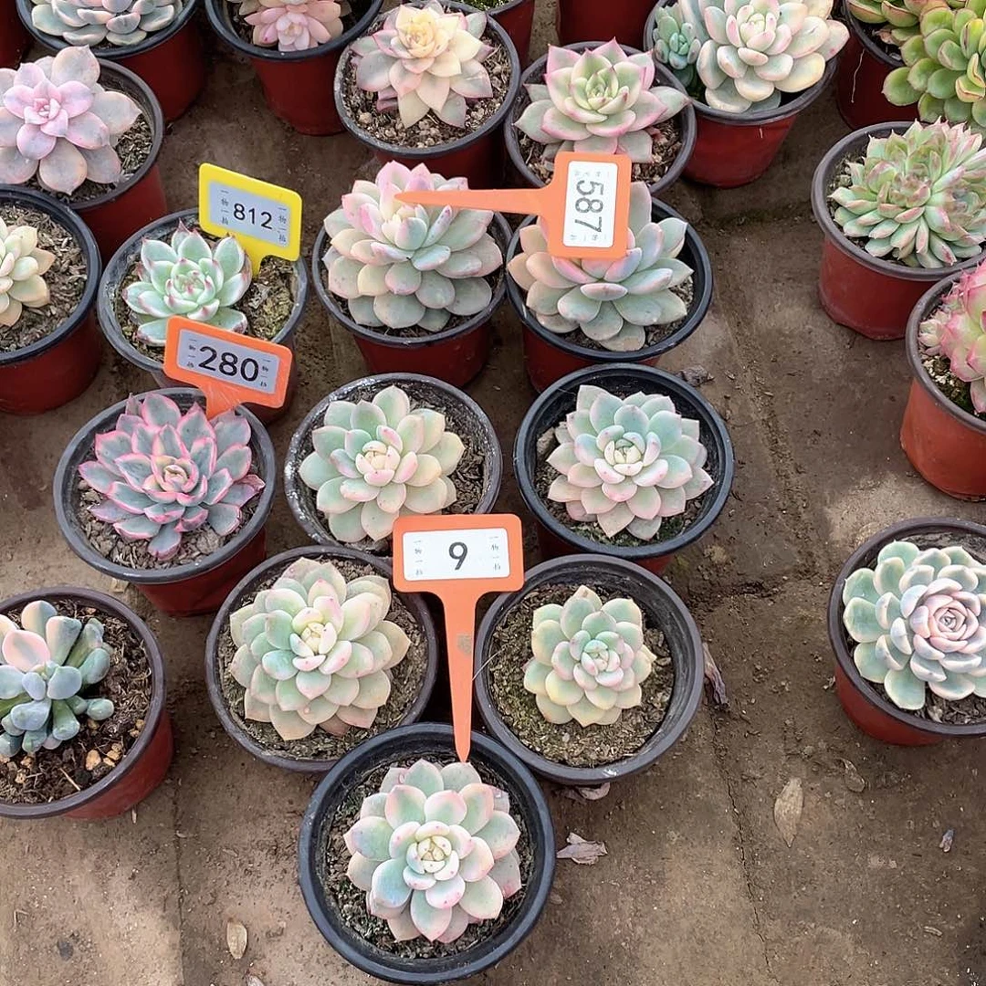 小***子9号五个一组多肉植物