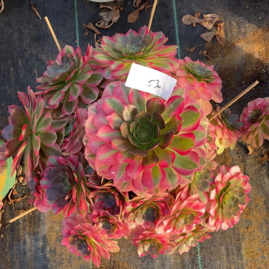 53011111111111111111