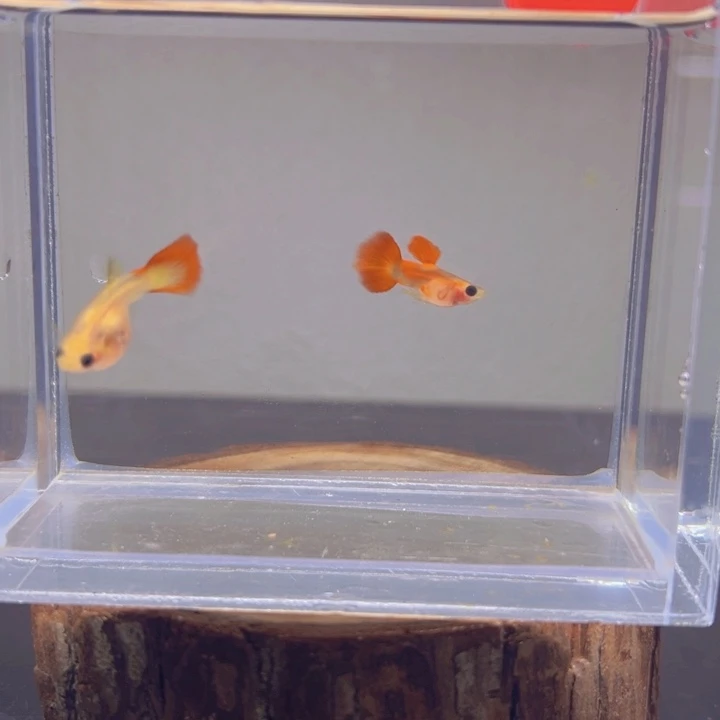 孔雀鱼玻璃猫孔雀鱼15